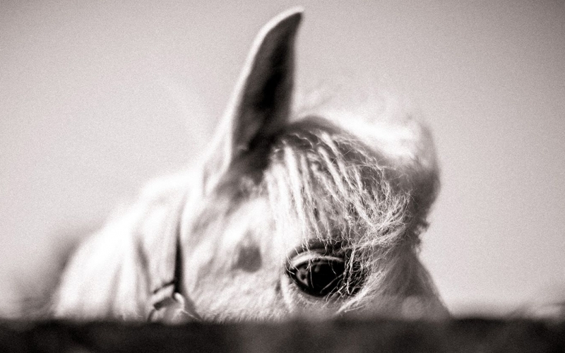 Manade portrait cheval